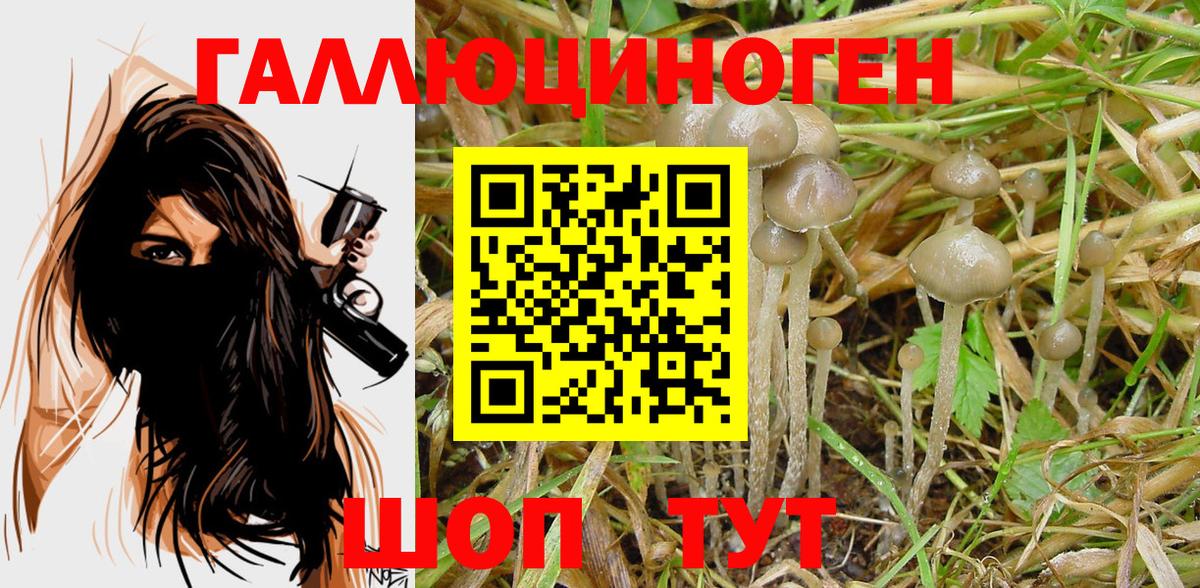 Псилоцибиновые грибы Psilocybe Воркута